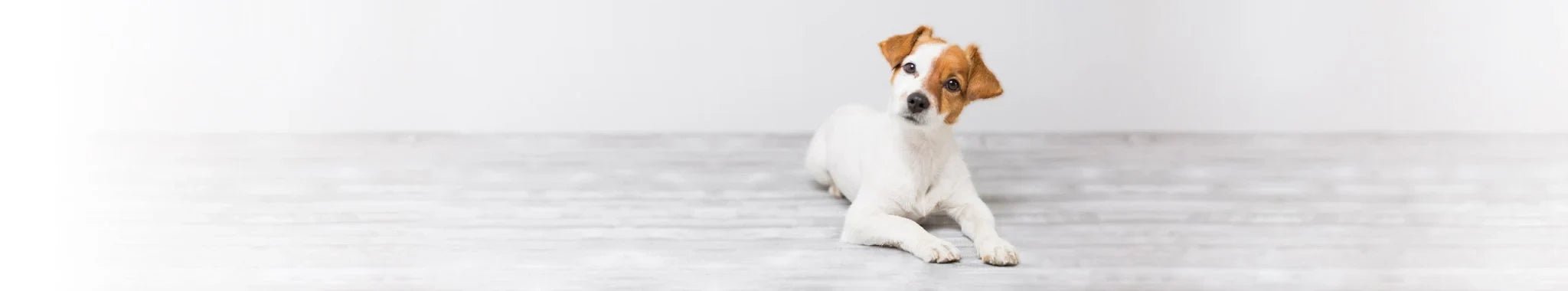 För hunden - Vet Concept