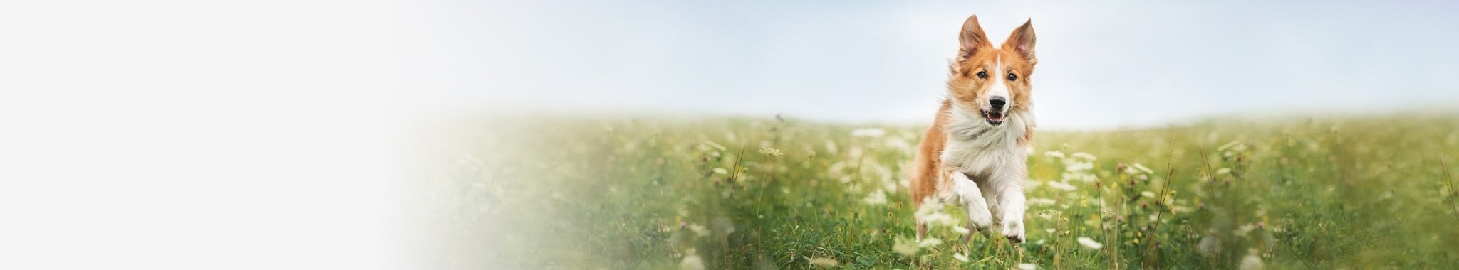 Märkäruoka aikuiselle koiralle | Vet Concept