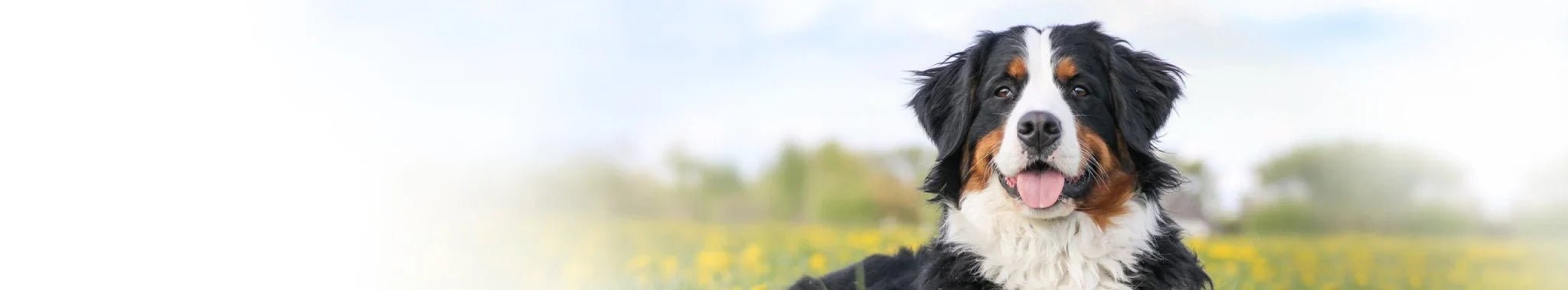 Specialdiet för hundens mage och tarmar - Vet Concept