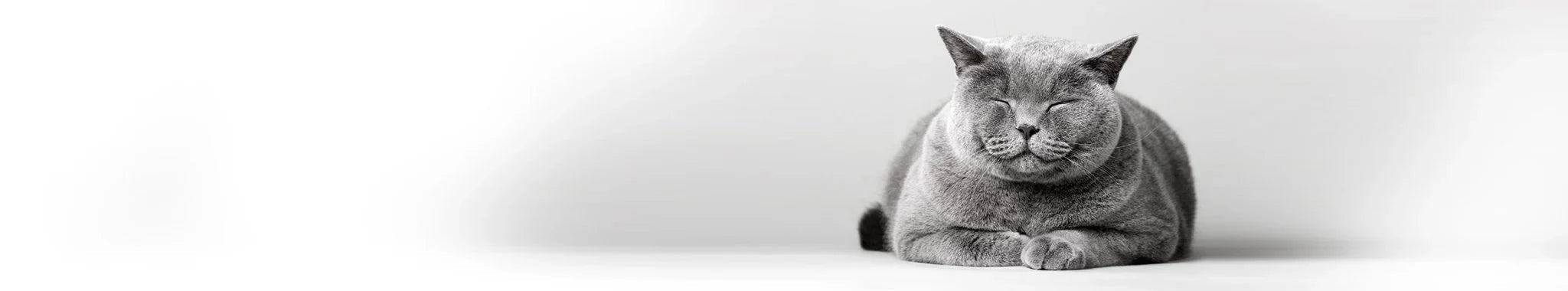 Specialdiet för katter - Vet Concept