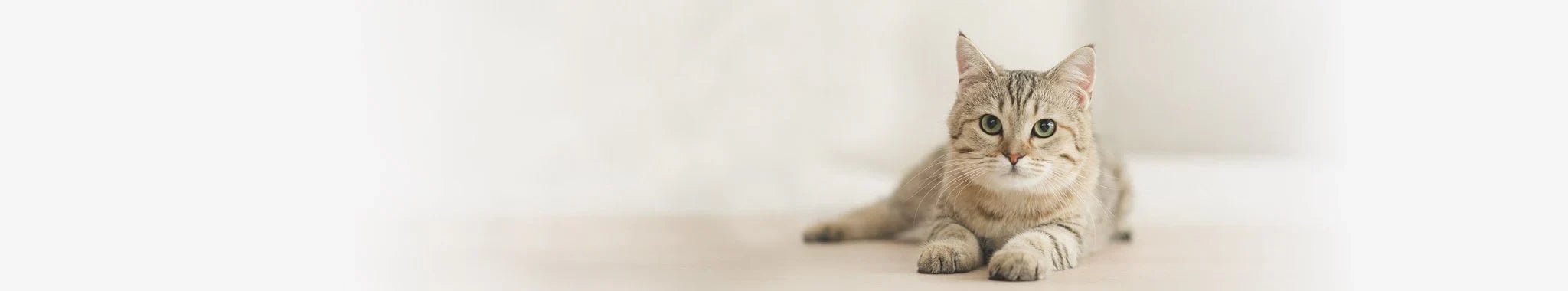 Torrfoder för katter - Vet Concept