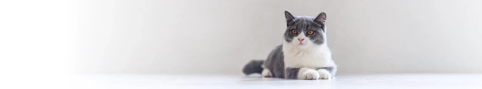 Våtfoder för katter - Vet Concept